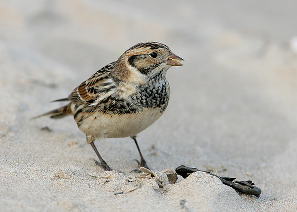 Lapland Bunting Calcarius lapponicus