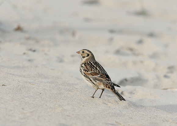 Lapland Bunting Calcarius lapponicus