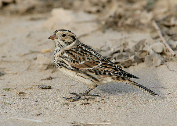 Lapland Bunting Calcarius lapponicus