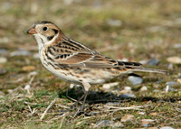 Lapland Bunting Calcarius lapponicus