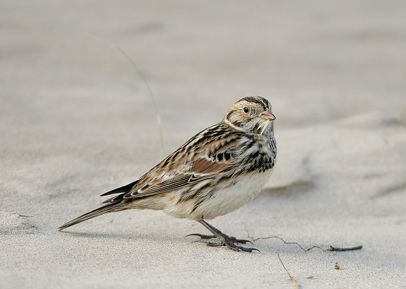 Lapland Bunting Calcarius lapponicus