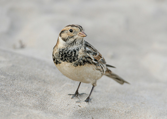 Lapland Bunting Calcarius lapponicus