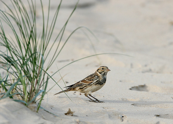Lapland Bunting Calcarius lapponicus
