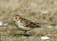 Lapland Bunting Calcarius lapponicus