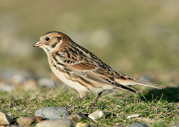 Lapland Bunting Calcarius lapponicus