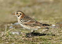 Lapland Bunting Calcarius lapponicus