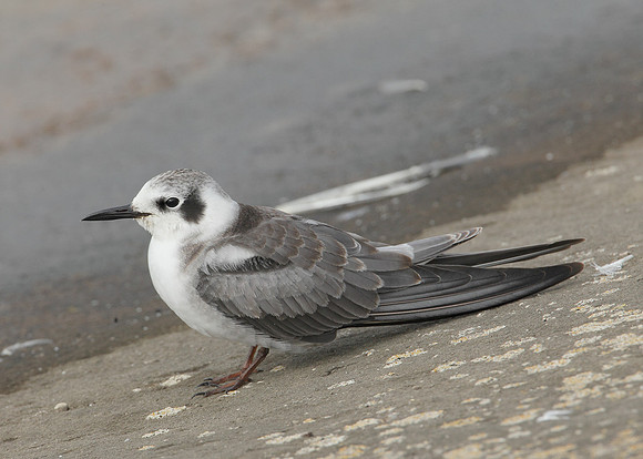 American Black Tern Chlidonias niger surinamensis