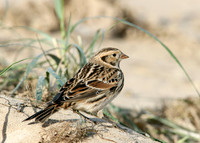 Lapland Bunting Calcarius lapponicus