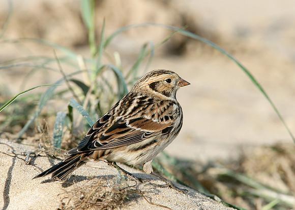 Lapland Bunting Calcarius lapponicus