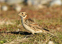 Lapland Bunting Calcarius lapponicus