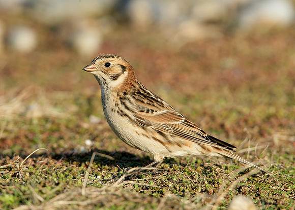 Lapland Bunting Calcarius lapponicus