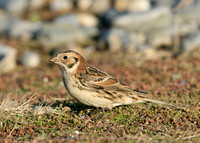 Lapland Bunting Calcarius lapponicus