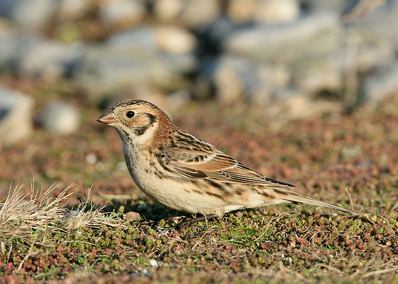 Lapland Bunting Calcarius lapponicus