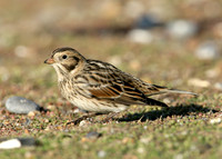 Lapland Bunting Calcarius lapponicus