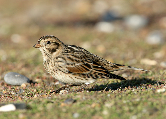 Lapland Bunting Calcarius lapponicus