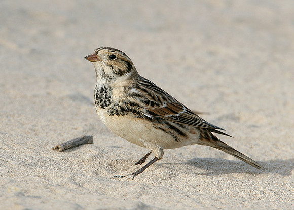 Lapland Bunting Calcarius lapponicus