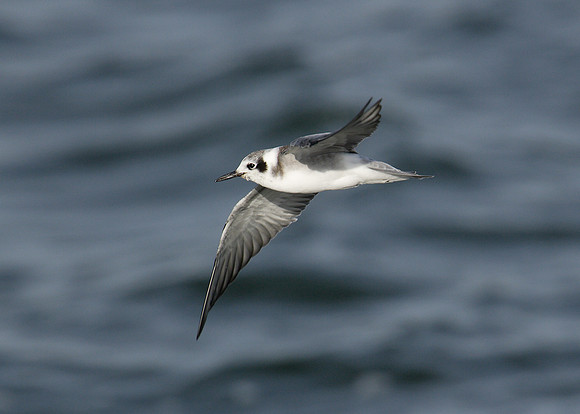 American Black Tern Chlidonias niger surinamensis