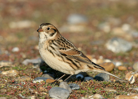 Lapland Bunting Calcarius lapponicus