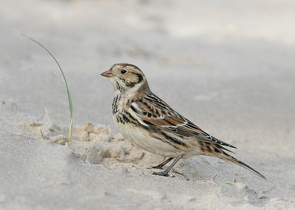 Lapland Bunting Calcarius lapponicus