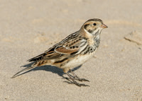 Lapland Bunting Calcarius lapponicus