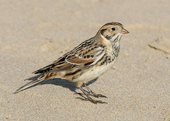 Lapland Bunting Calcarius lapponicus