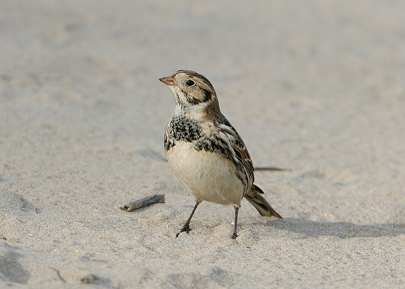 Lapland Bunting Calcarius lapponicus