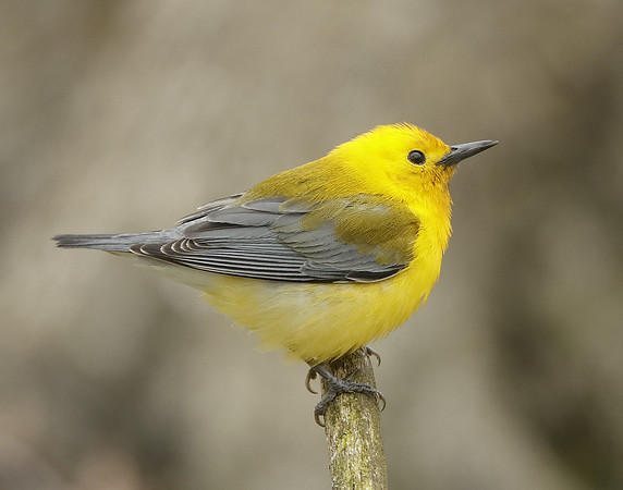 Prothonotory Warbler Protonotaria citrea