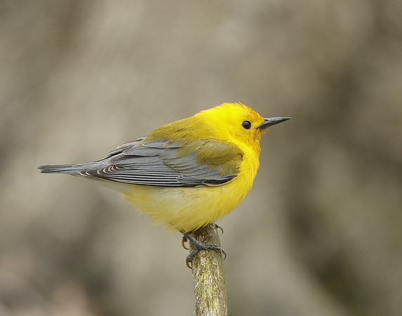 Prothonotory Warbler Protonotaria citrea