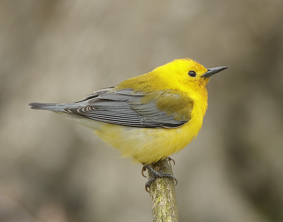 Prothonotory Warbler Protonotaria citrea