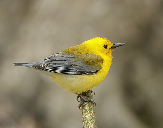 Prothonotory Warbler Protonotaria citrea