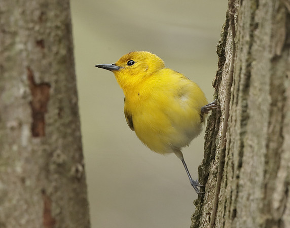 Prothonotory Warbler Protonotaria citrea