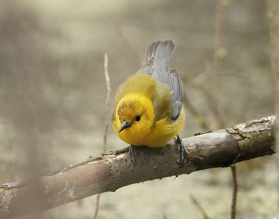 Prothonotory Warbler Protonotaria citrea