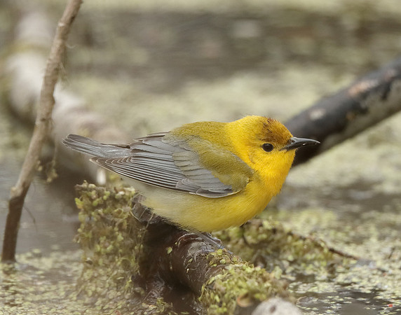 Prothonotory Warbler Protonotaria citrea