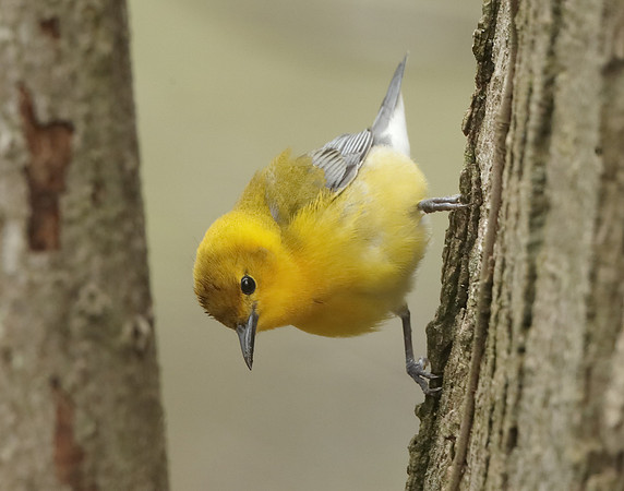 Prothonotory Warbler Protonotaria citrea