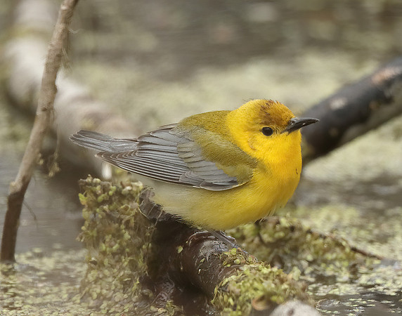 Prothonotory Warbler Protonotaria citrea