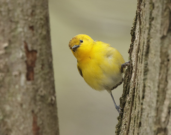 Prothonotory Warbler Protonotaria citrea