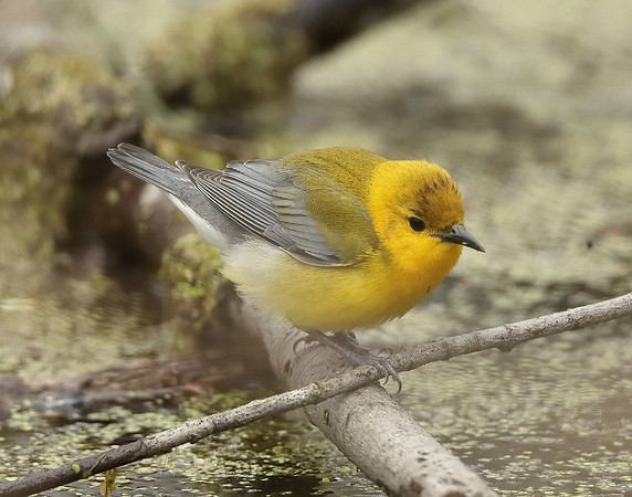 Prothonotory Warbler Protonotaria citrea