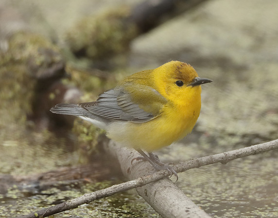 Prothonotory Warbler Protonotaria citrea
