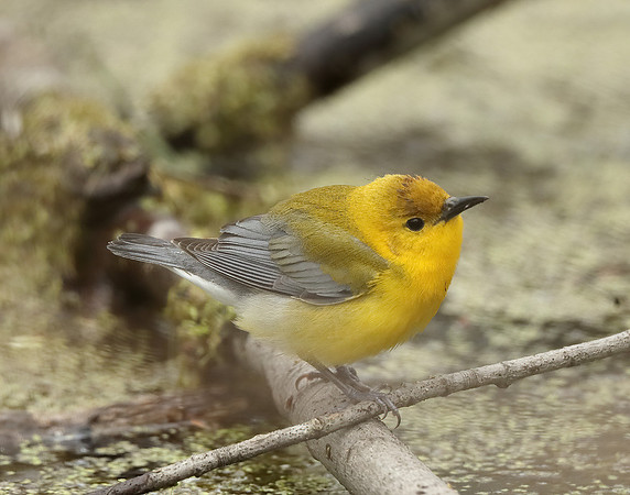Prothonotory Warbler Protonotaria citrea