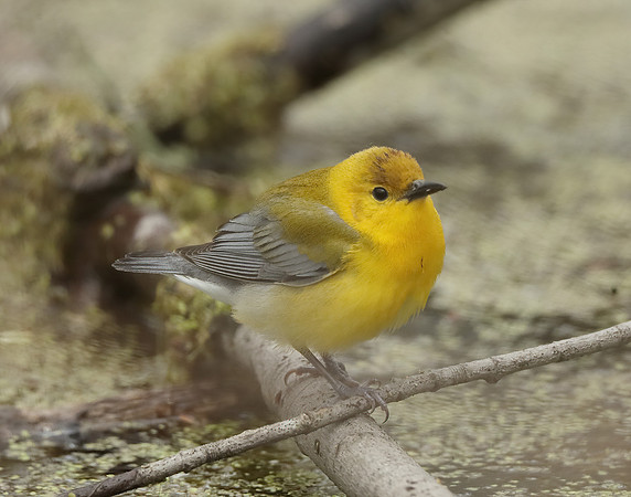 Prothonotory Warbler Protonotaria citrea