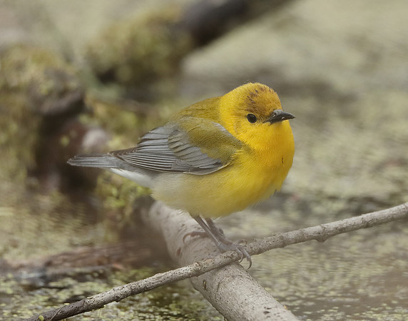 Prothonotory Warbler Protonotaria citrea