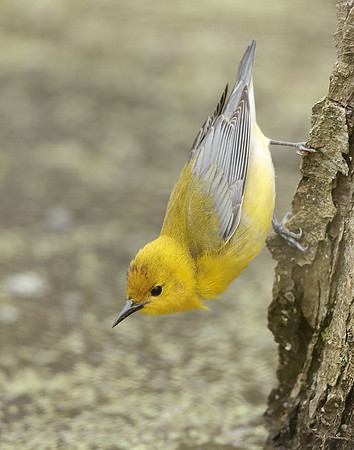 Prothonotory Warbler Protonotaria citrea