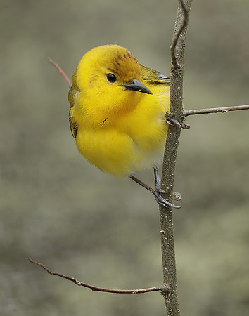 Prothonotory Warbler Protonotaria citrea
