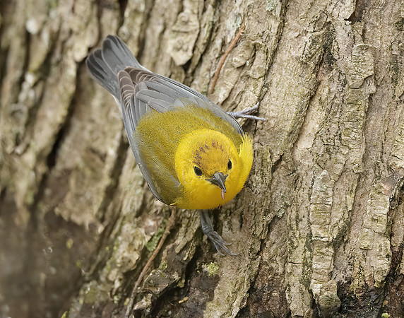 Prothonotory Warbler Protonotaria citrea
