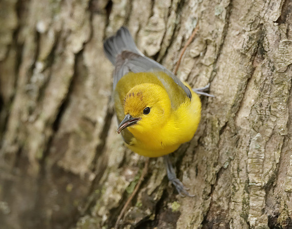 Prothonotory Warbler Protonotaria citrea