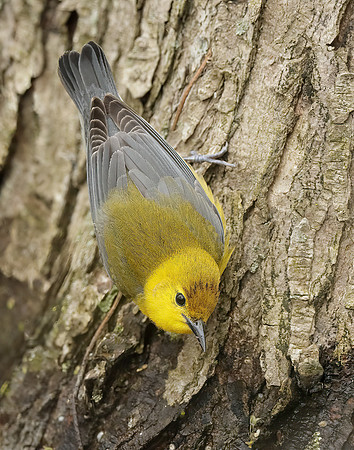 Prothonotory Warbler Protonotaria citrea