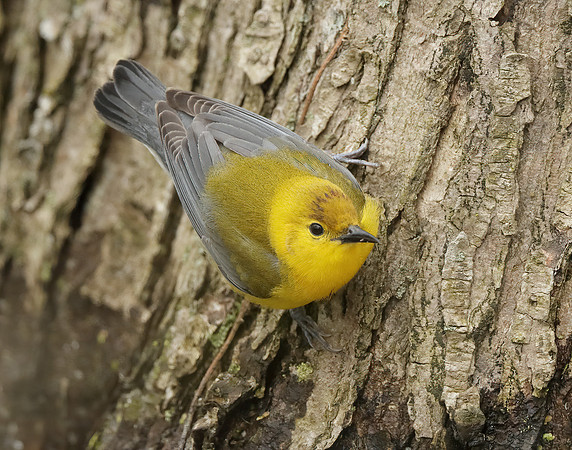 Prothonotory Warbler Protonotaria citrea