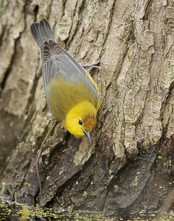 Prothonotory Warbler Protonotaria citrea