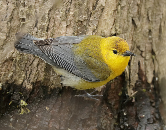 Prothonotory Warbler Protonotaria citrea