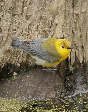 Prothonotory Warbler Protonotaria citrea